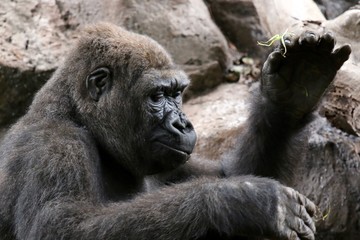 Gorilla