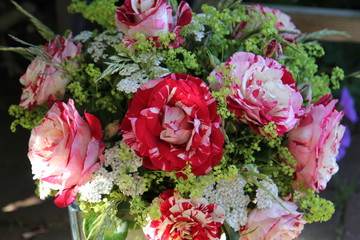 Rose Zweifarbig 