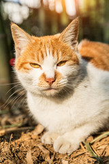 A dozing cat in outdoors