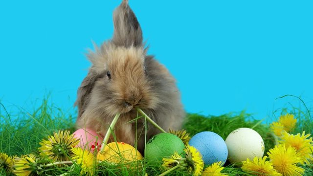 Brown Easter rabbit with Easter eggs, funny eating a dandelion, ready for chroma key
