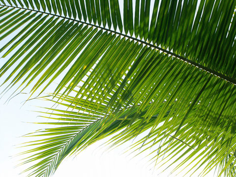 Coconut leaf background
