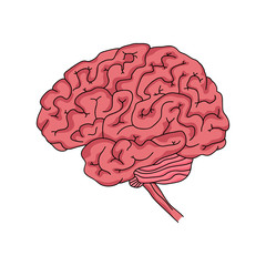 Vector illustration of human brain isolated on white background 
