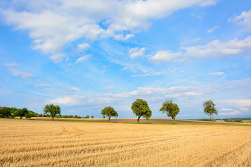 Fototapeta premium Tree alley surrounded by fields. The journey to the mountain Rip.