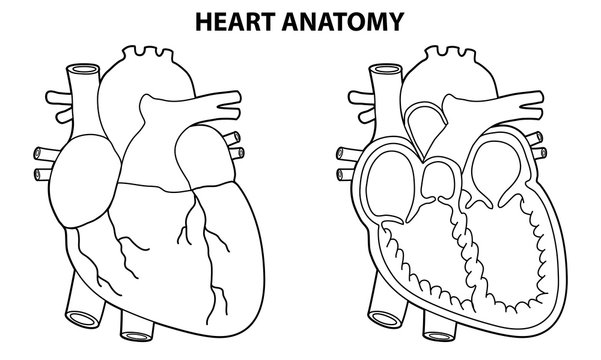 HEART ANATOMY OUTLINE ILLUSTRATION VECTOR