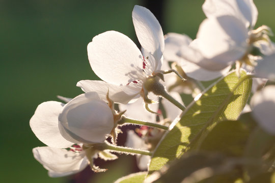 white flowers of pear