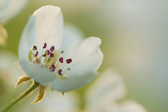 white flower of pear
