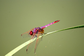 LIBÉLULA. POSADA EN UNA HOJA