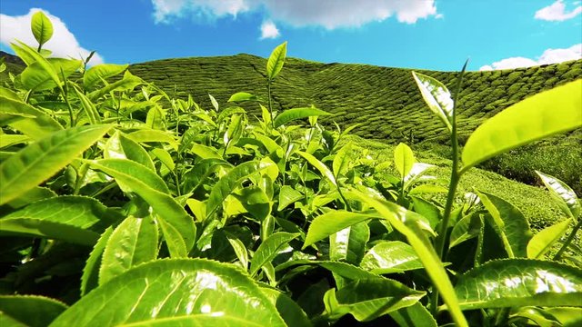 beautiful views of the tea plantations Boh, Malaysia. 