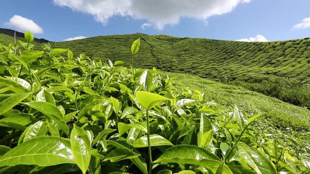 beautiful views of the tea plantations, Malaysia. 