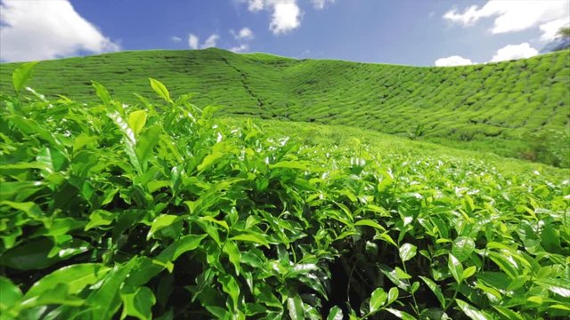 beautiful views of the tea plantations boh, Kameron highland, Malaysia. 