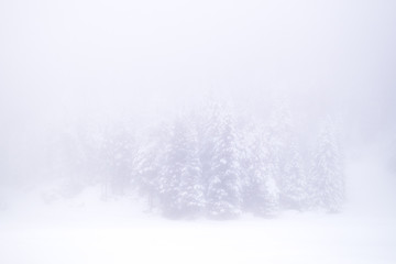 Winter pines, snow and fog