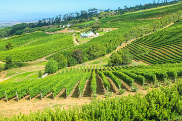 Fototapeta na wymiar Vinery farm living in green grapevine, Constantia, Cape Town, South Africa.