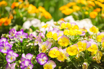Obraz premium mixed pansies in garden