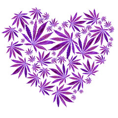Fototapeta na wymiar Heart of Bright Purple cannabis sativa leaves