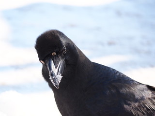 Crow カラス Japan