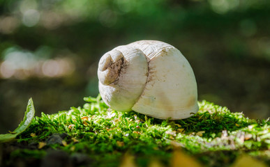 Shell on moss in the forest