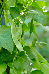 Fototapeta na wymiar Green beans growing on vines in the garden