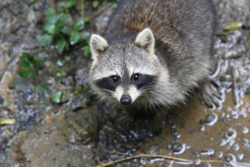 Fototapeta premium raton laveur