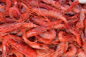 red big king shrimps in fish market selling in turkey antalya