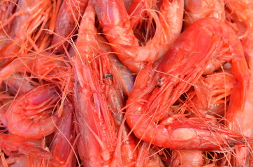 red big king shrimps prawns  in fish market selling in turkey antalya
