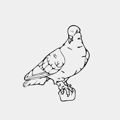 Hand-drawn pencil graphics, small bird, dove, pigeon