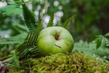 Green apple in the forest garden on moss