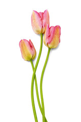 Fototapeta premium bouquet of the red tulips on white background