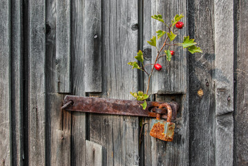 Old wood door with padlock