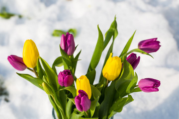 Tulpen im Schnee, Ostern