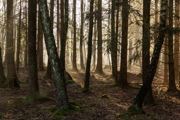 Fototapeta premium Mgła w nasłonecznionym lesie