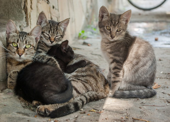 Alley cats family © Todayphoto