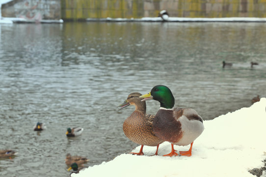 Two wild mallard ducks standing on pier covered with snow near river. Wild nature life, feeding ducks, walking in winter park concept. Close up broun duck and emerald green drake