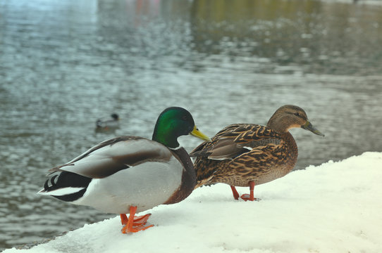 Close up broun duck and emerald green drake. Two wild mallard ducks standing on pier covered with snow near river. Wild nature life, feeding ducks, walking in winter park concept