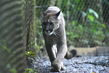 puma