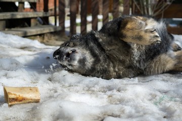 Dog enjoying the snow during winter. Slovakia