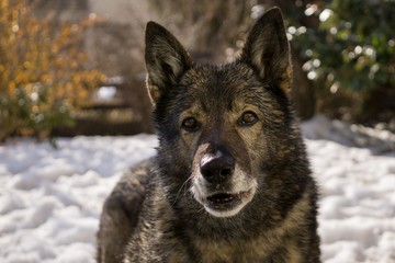 Dog enjoying the snow during winter. Slovakia