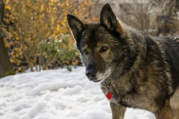 Dog enjoying the snow during winter. Slovakia