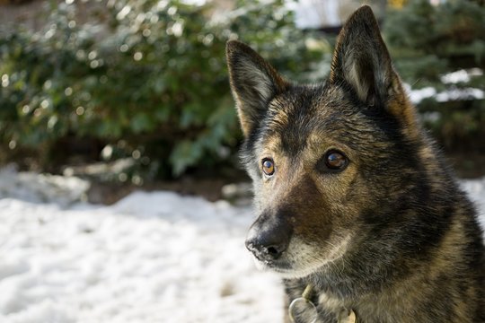 Dog enjoying the snow during winter. Slovakia