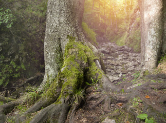 mossy tree in forest