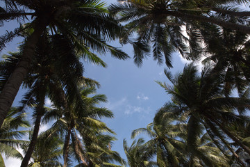 Fototapeta na wymiar Vietnam's palm