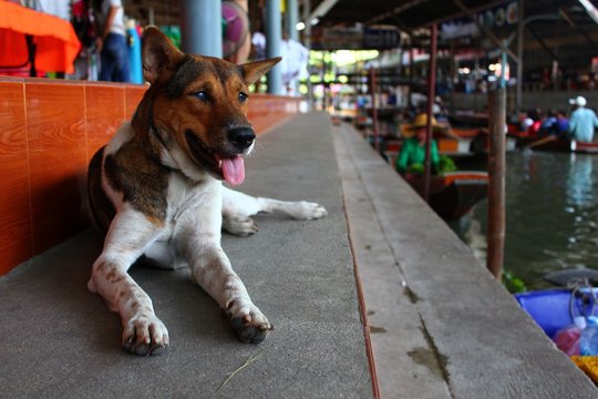 Straßenhund liegt auf Weg am Floating Market in Bangkok