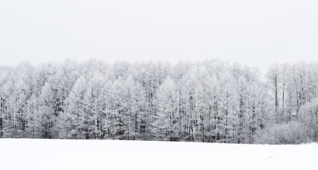 Wit winterlandschap in het bos.