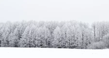Deurstickers Winter Wit winterlandschap in het bos.