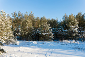 White winter landscape in the forest.