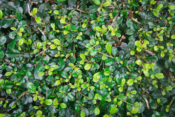 Fresh green foliage background