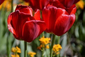 Details from red tulips and leaves