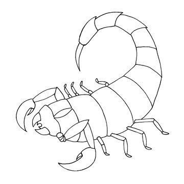 Scorpion coloring book. Vector outline illustration scorpio.