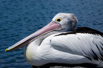 Profile of an Australian pelican resting, Forster, New South Wales