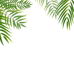 Naklejka na ściany i meble Beautifil Palm Tree Leaf Silhouette Background Vector Illustrat