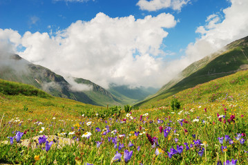 Alpine meadows in the Caucasus summer. Blue sky with white clouds. Flowers in the foreground.